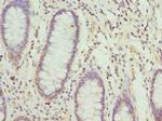 NFS1 Antibody in Immunohistochemistry (Paraffin) (IHC (P))