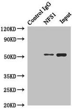 NFS1 Antibody in Western Blot (WB)