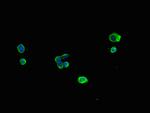 MRPL11 Antibody in Immunocytochemistry (ICC/IF)