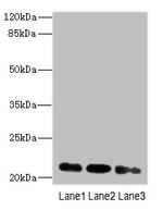 MRPL11 Antibody in Western Blot (WB)