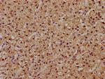 RFNG Antibody in Immunohistochemistry (Paraffin) (IHC (P))