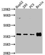 RFNG Antibody in Western Blot (WB)