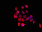 FARP1 Antibody in Immunocytochemistry (ICC/IF)