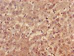 FARP1 Antibody in Immunohistochemistry (Paraffin) (IHC (P))