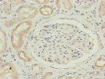 FAM96B Antibody in Immunohistochemistry (Paraffin) (IHC (P))