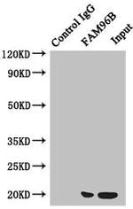 FAM96B Antibody in Western Blot (WB)