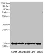 FAM96B Antibody in Western Blot (WB)