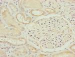 FAM96B Antibody in Immunohistochemistry (Paraffin) (IHC (P))