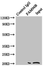 FAM96B Antibody in Western Blot (WB)