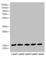 FAM96B Antibody in Western Blot (WB)