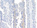 Phospho-eNOS (Ser615) Antibody in Immunohistochemistry (Paraffin) (IHC (P))