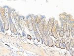 Phospho-eNOS (Ser615) Antibody in Immunohistochemistry (Paraffin) (IHC (P))