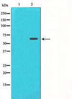 FRS2 Antibody in Western Blot (WB)