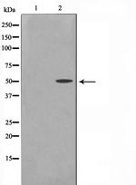 Cyclin A1 Antibody in Western Blot (WB)