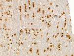 E2F4 Antibody in Immunohistochemistry (Paraffin) (IHC (P))