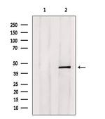 E2F4 Antibody in Western Blot (WB)