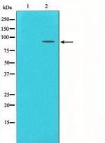 mGluR2/mGluR3 Antibody in Western Blot (WB)