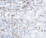 PCAF Antibody in Immunohistochemistry (Paraffin) (IHC (P))