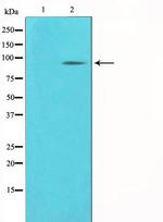 PCAF Antibody in Western Blot (WB)