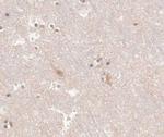 KV3.2 (KCNC2) Antibody in Immunohistochemistry (Paraffin) (IHC (P))