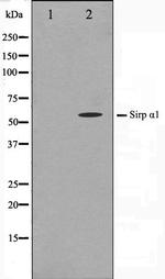 SIRP alpha Antibody in Western Blot (WB)