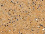 SIRP alpha Antibody in Immunohistochemistry (Paraffin) (IHC (P))