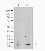 TGF beta-3 Antibody in Western Blot (WB)