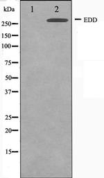 HYD Antibody in Western Blot (WB)