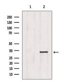 OVOL1 Antibody in Western Blot (WB)