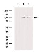 TRIM24 Antibody in Western Blot (WB)