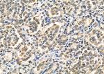 LMX1B Antibody in Immunohistochemistry (Paraffin) (IHC (P))