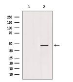 LMX1B Antibody in Western Blot (WB)