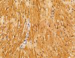 SERC1 Antibody in Immunohistochemistry (Paraffin) (IHC (P))