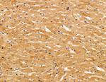 SERC1 Antibody in Immunohistochemistry (Paraffin) (IHC (P))