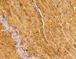 SERC1 Antibody in Immunohistochemistry (Paraffin) (IHC (P))