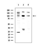 ABCF1 Antibody in Western Blot (WB)