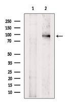 PTPN22 Antibody in Western Blot (WB)