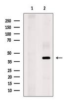 FOXH1 Antibody in Western Blot (WB)