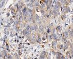 Fibrillin 1 Antibody in Immunohistochemistry (Paraffin) (IHC (P))