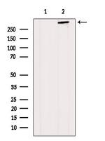 Fibrillin 1 Antibody in Western Blot (WB)