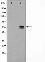 ETV4 Antibody in Western Blot (WB)