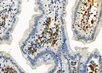 AGPAT9 Antibody in Immunohistochemistry (Paraffin) (IHC (P))