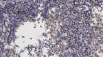 Lass4 Antibody in Immunohistochemistry (Paraffin) (IHC (P))