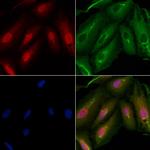 ARMX3 Antibody in Immunocytochemistry (ICC/IF)