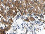 ARMX3 Antibody in Immunohistochemistry (Paraffin) (IHC (P))