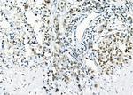 ARMX3 Antibody in Immunohistochemistry (Paraffin) (IHC (P))