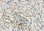 ARMX3 Antibody in Immunohistochemistry (Paraffin) (IHC (P))