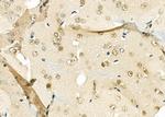 ARMX3 Antibody in Immunohistochemistry (Paraffin) (IHC (P))