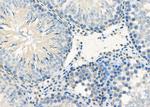 ARMX3 Antibody in Immunohistochemistry (Paraffin) (IHC (P))