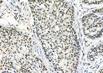 ARMX3 Antibody in Immunohistochemistry (Paraffin) (IHC (P))